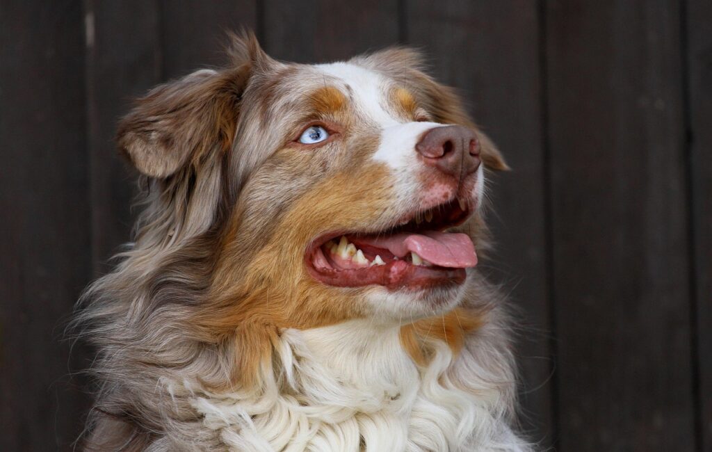australian-shepherd-