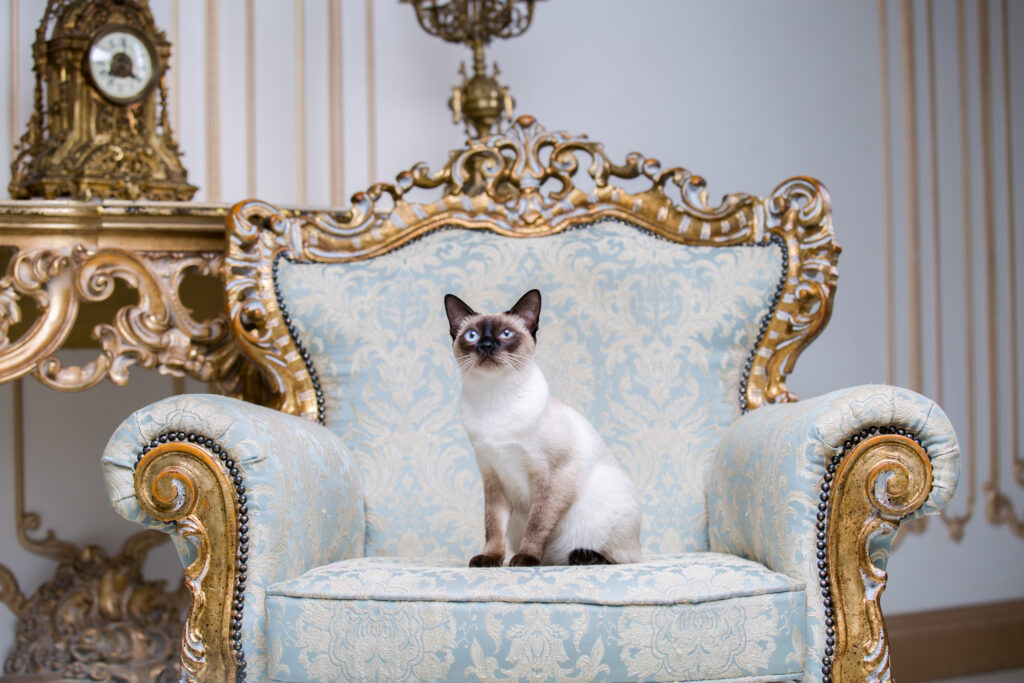 Royalty Cat