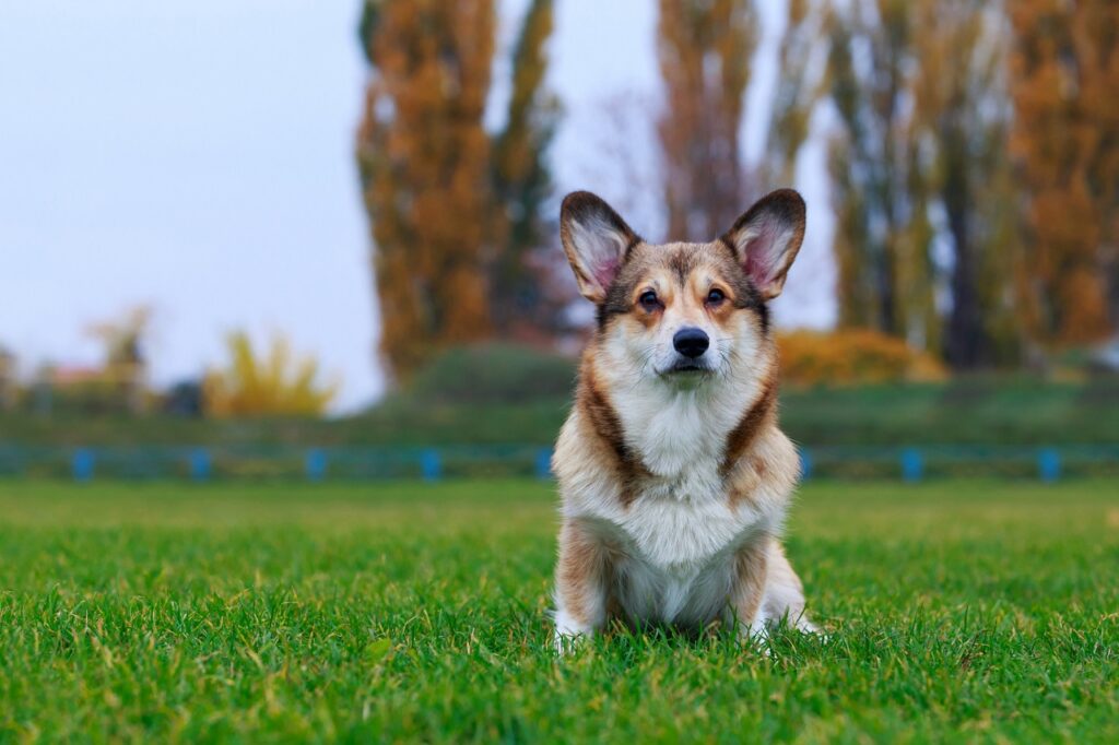 pembroke welsh corgi