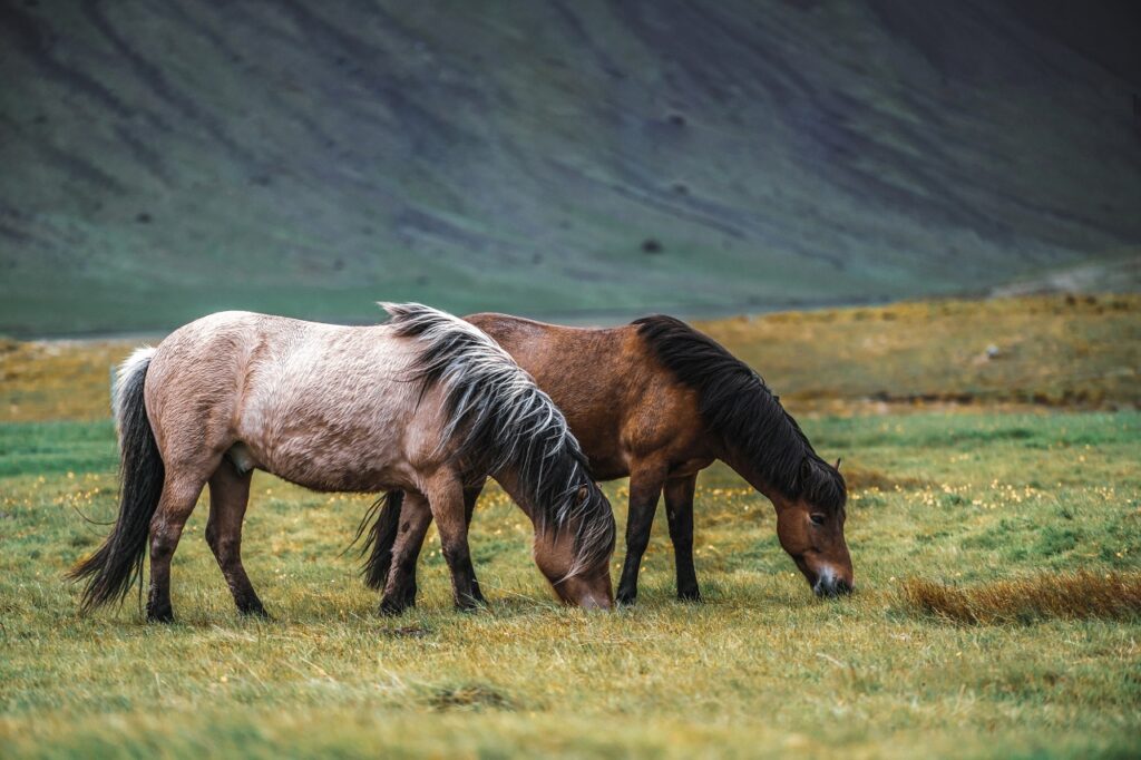 icelandic horse