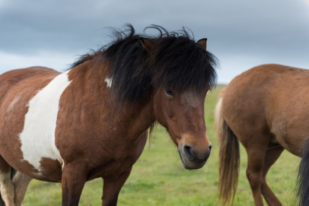 icelandic horse