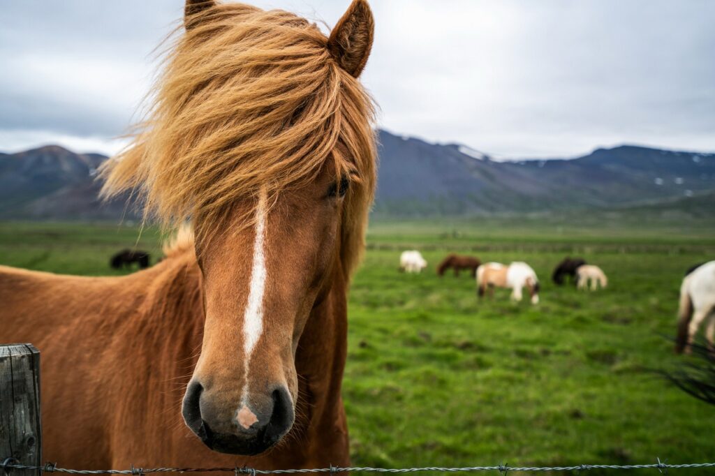 icelandic horse