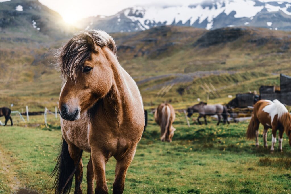 icelandic horse