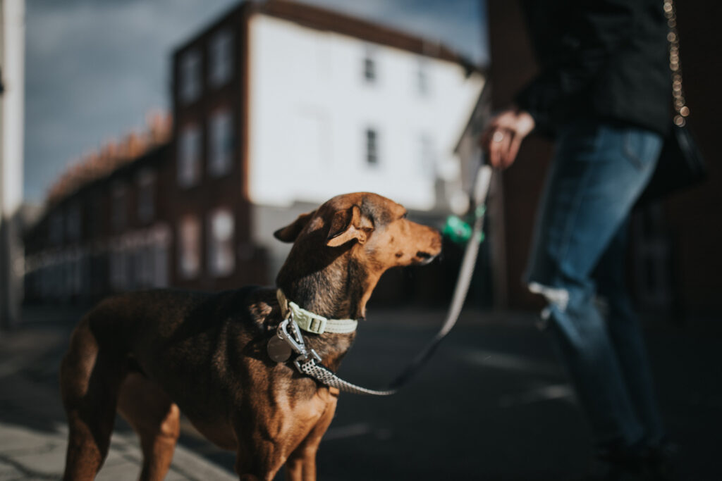 Dog walker