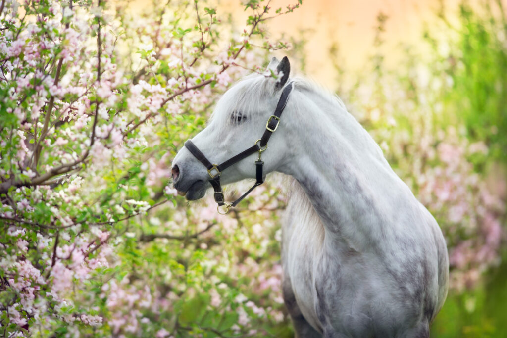 Andalusian Horse