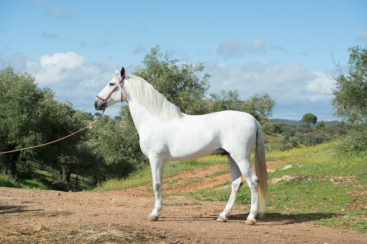 andalusian horse
