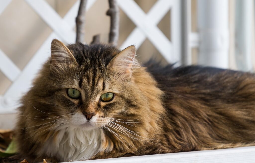 Siberian cat