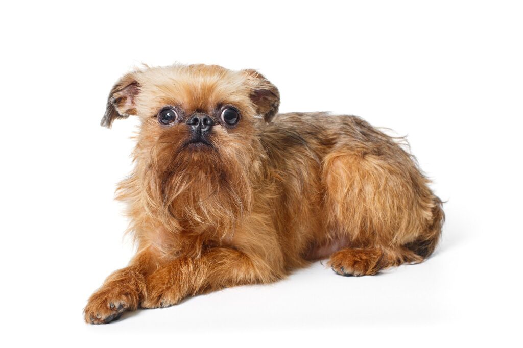 brussels griffon