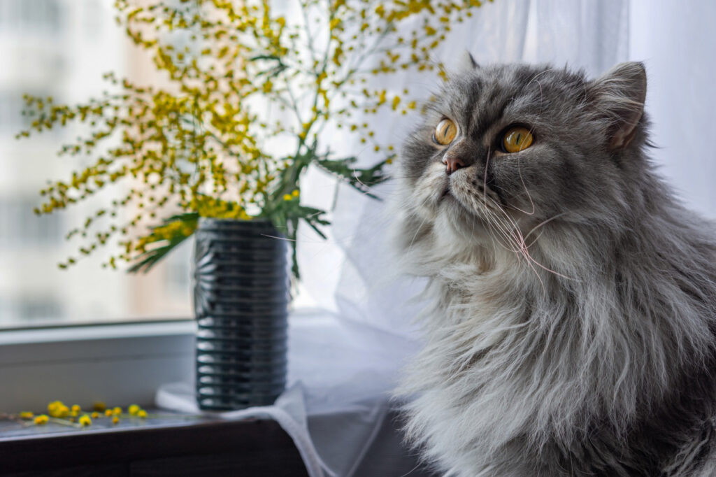 Long haired Persian Cat