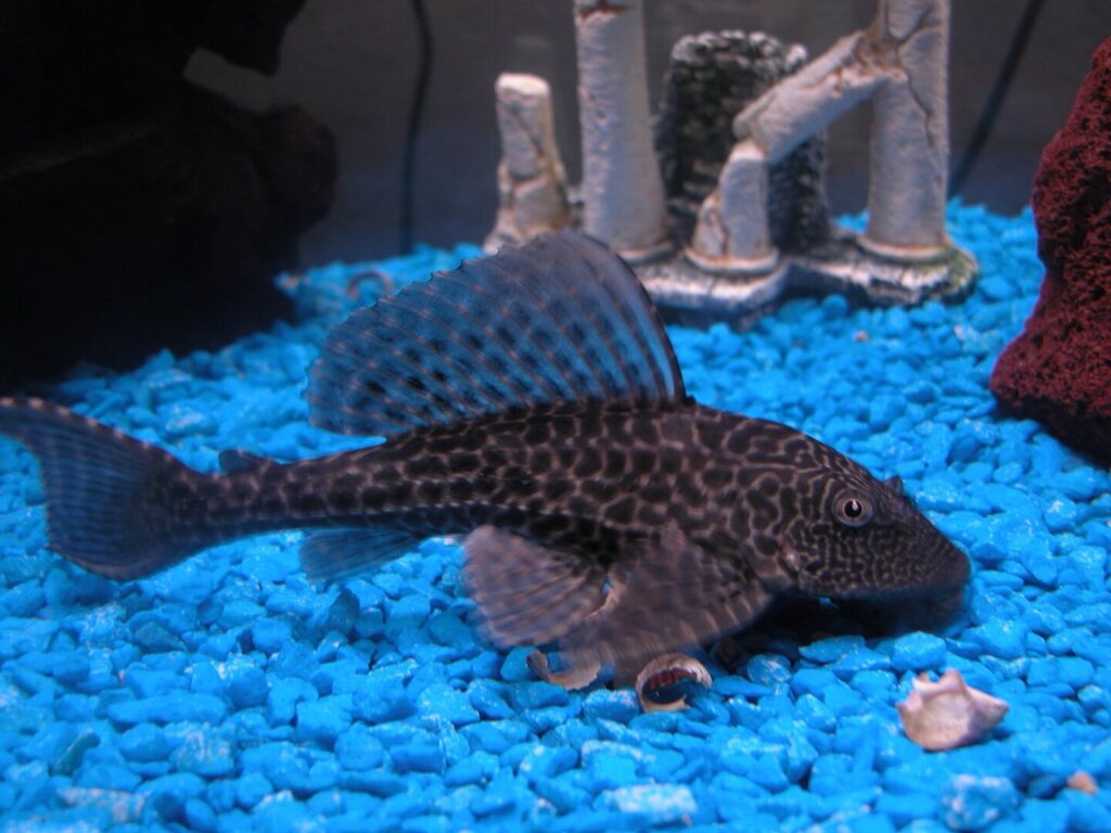 Suckermouth Catfish