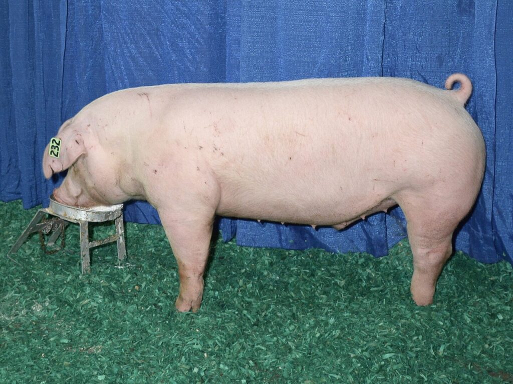 American Landrace Pig