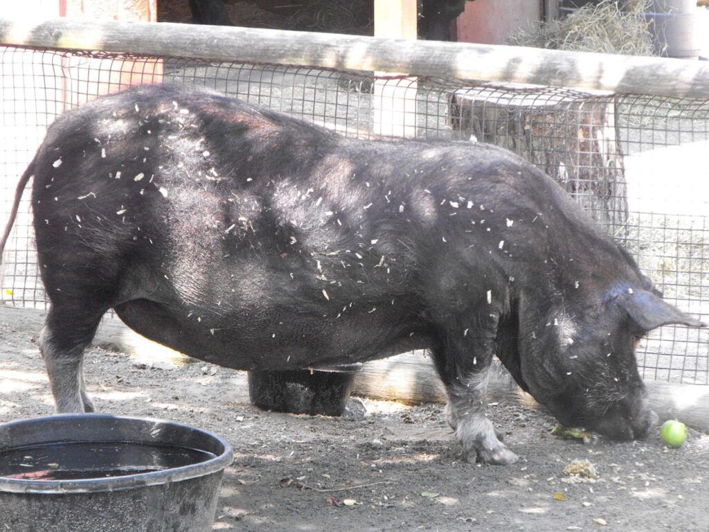 Guinea Hog