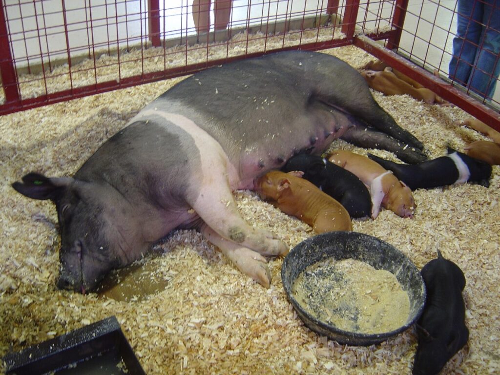 Hampshire pig