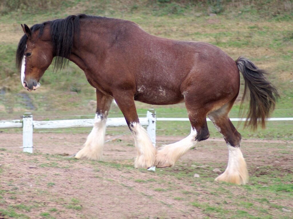 Clydesdale