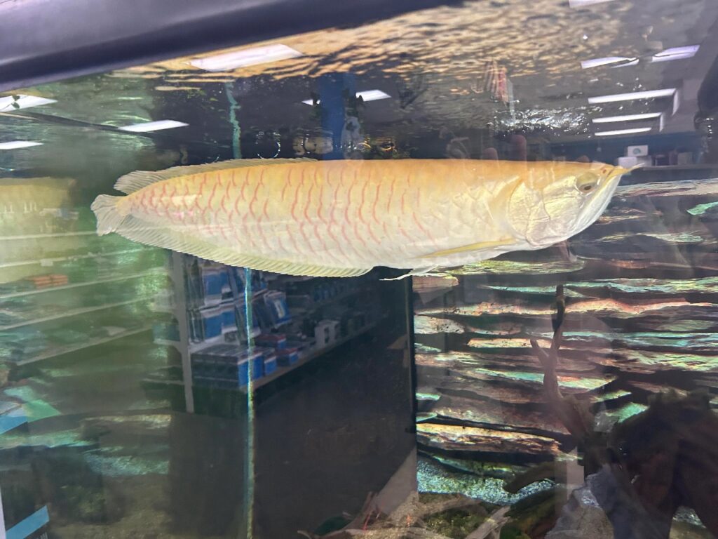 Silver arowana