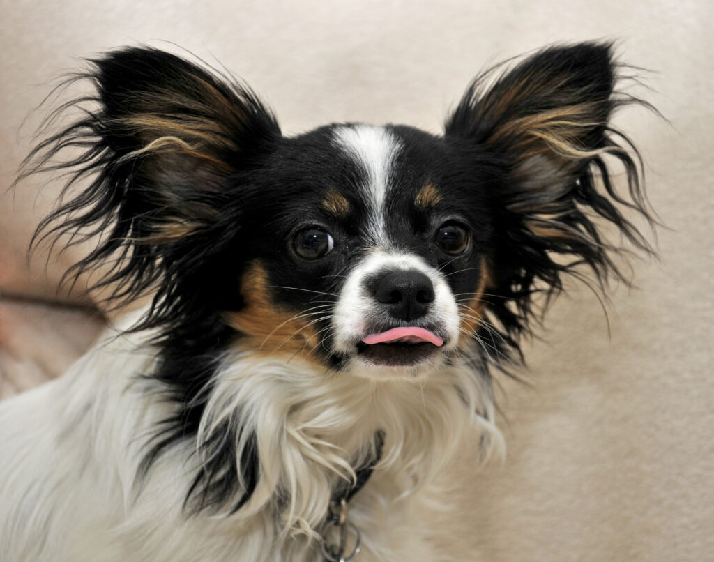 papillon