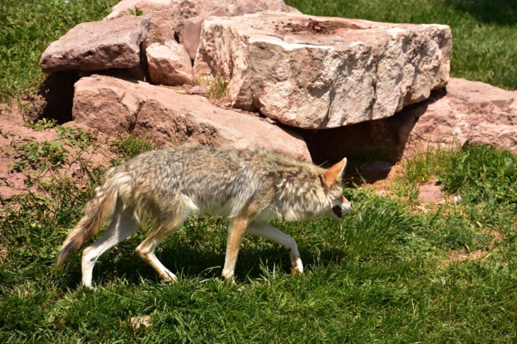 Coyote