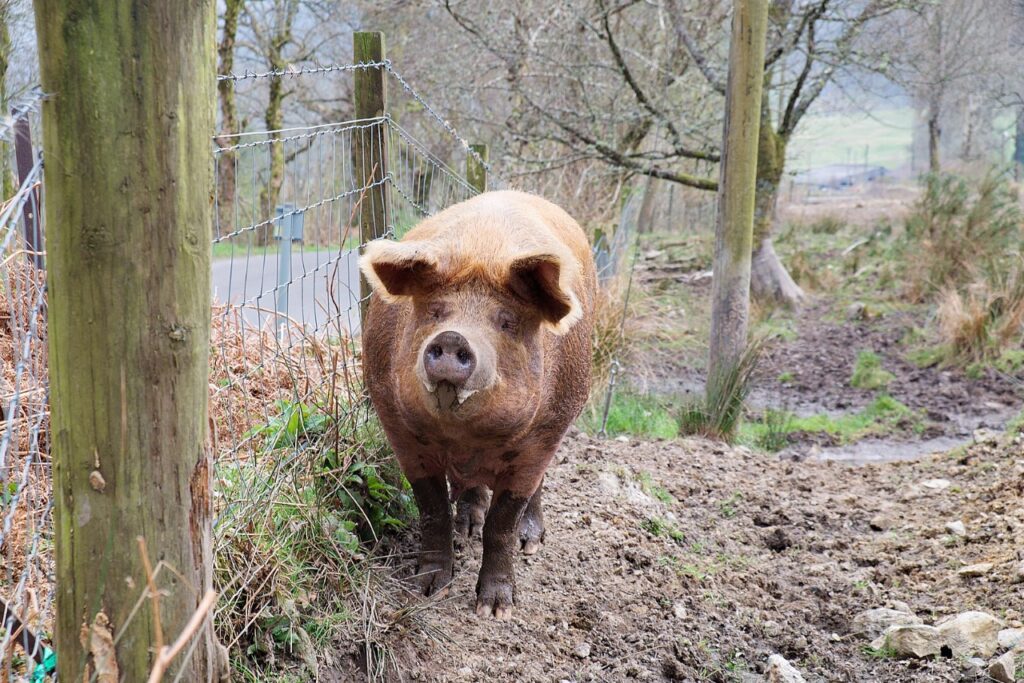 Tamworth pig