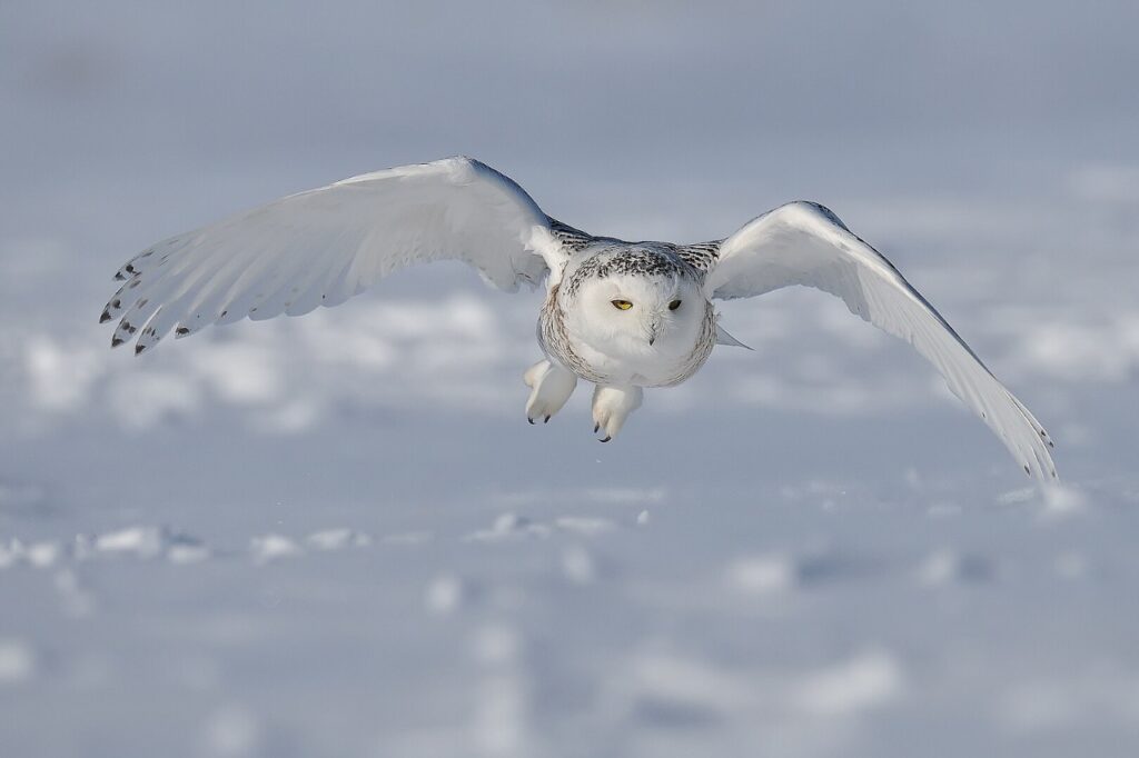 Snow Owl