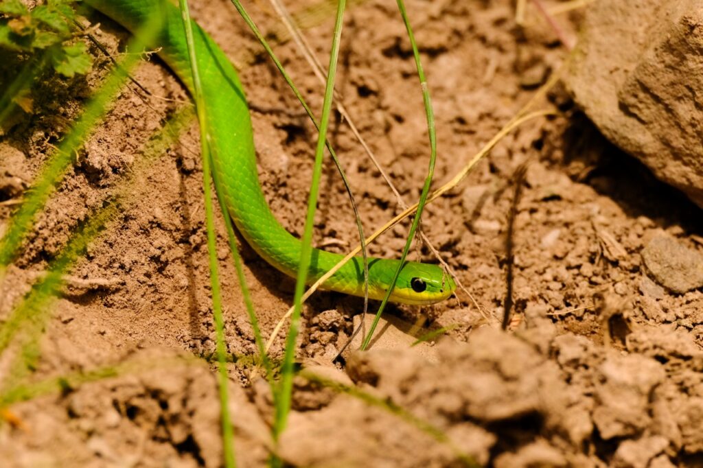 Smooth Green Snake