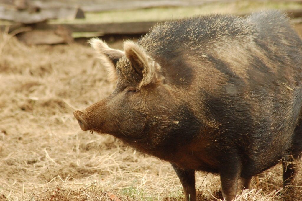 Ossabaw Island Hog