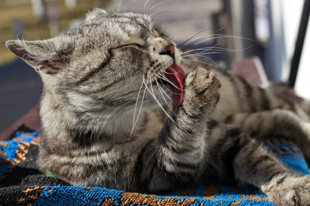 cat licking its paw