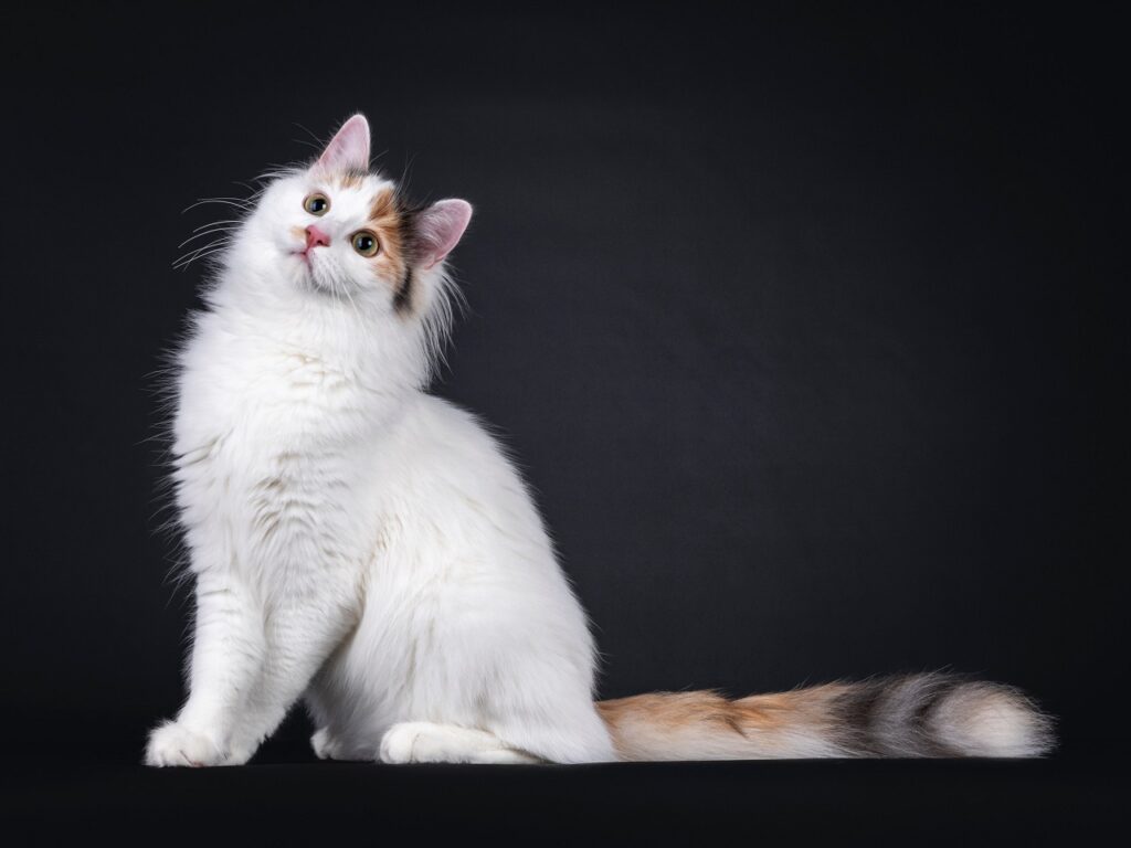 turkish van