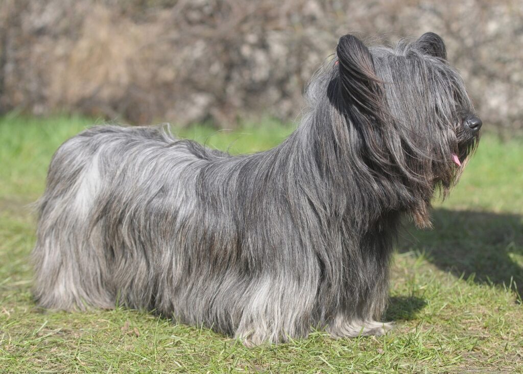 skye-terrier-dog