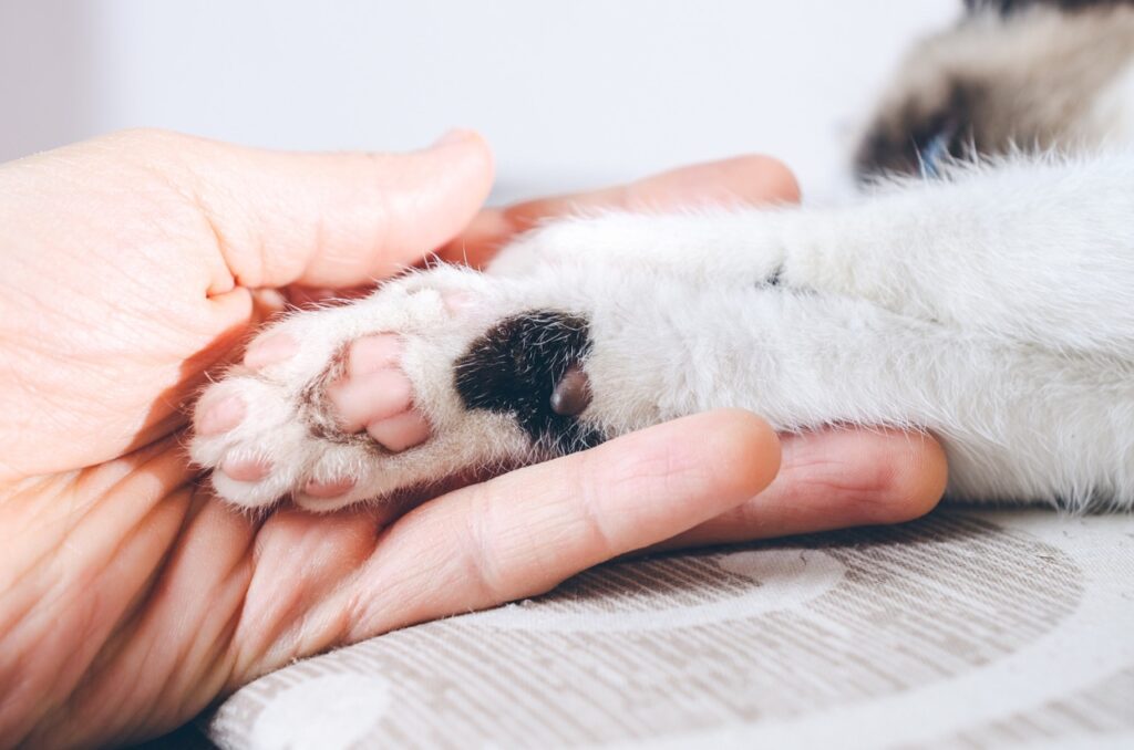 Cat Paw