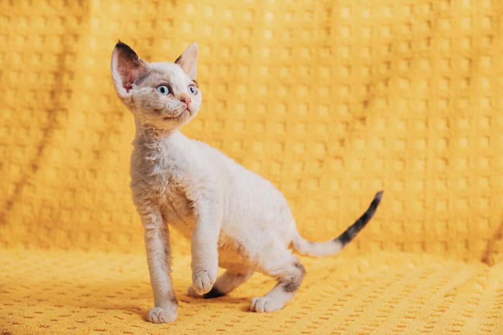 devon rex