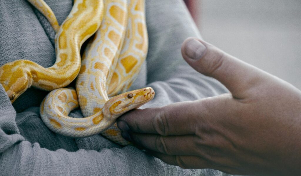 Burmese python being gently held