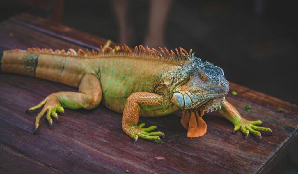 Large iguana resting on a wooden surface.