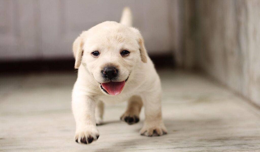 Happy Labrador Retriever puppy running indoors.