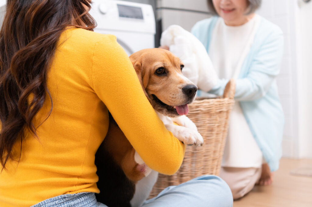 Beagle dog helping with laundry