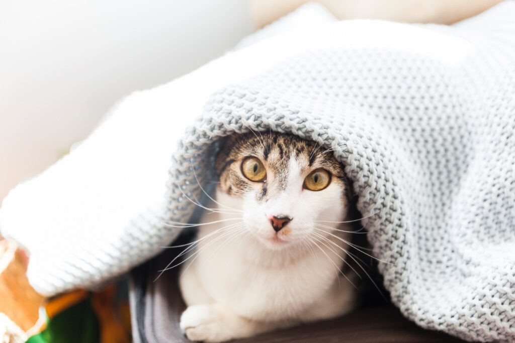cat under blanket