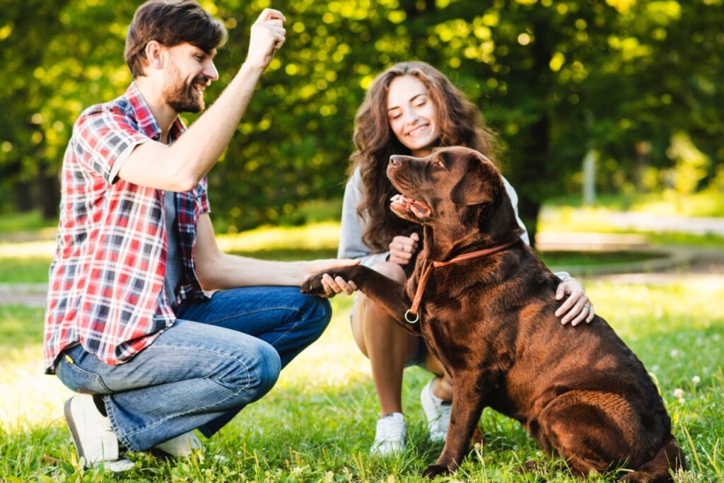 Couple playing with their dog in park (Introducing with others) Labrador
