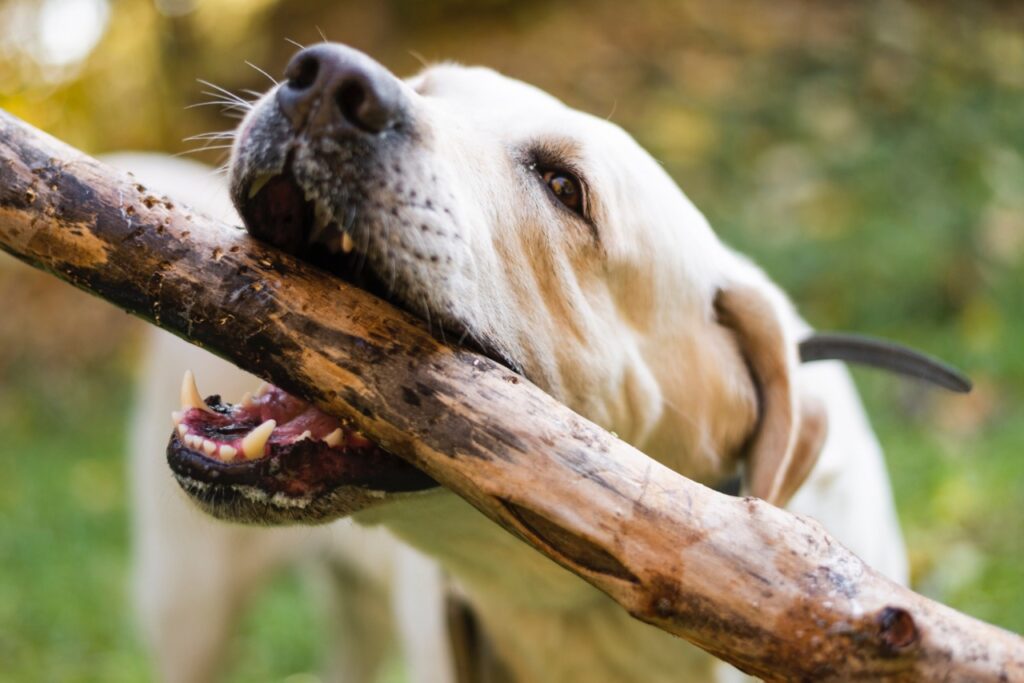 Dog Biting Stick
