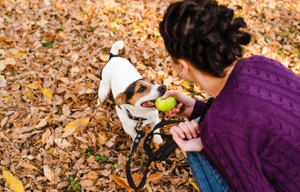 Jack Russell Terrier playing