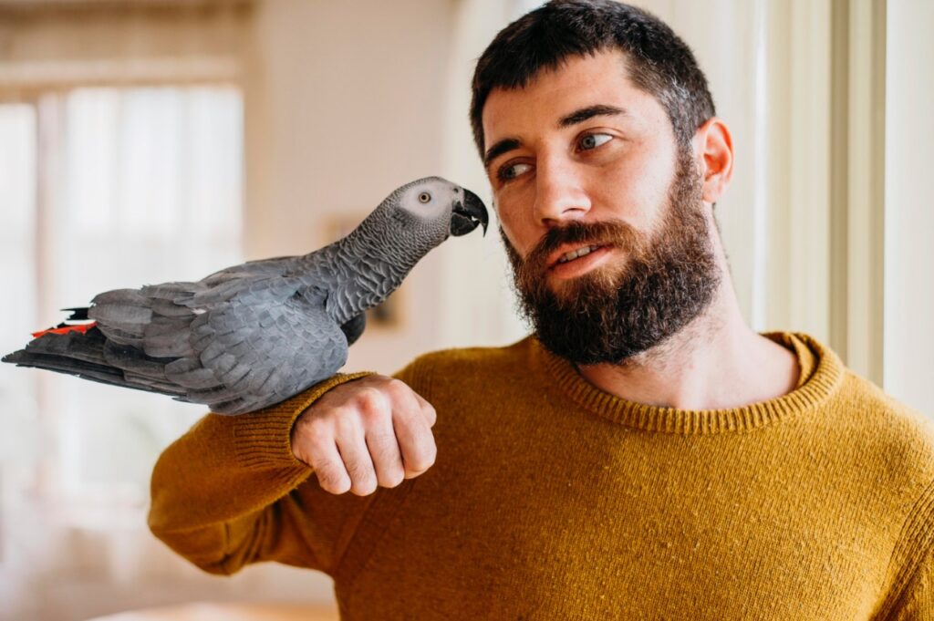 Grey parrot with man