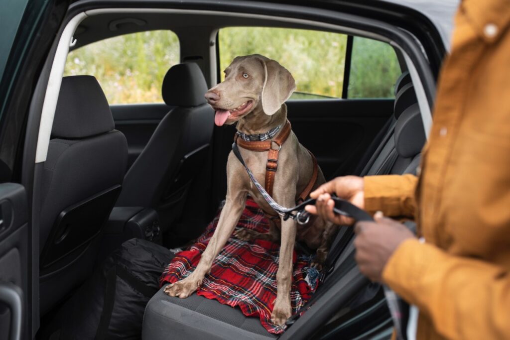 Dog Secure Harness or Seatbelt while traveling