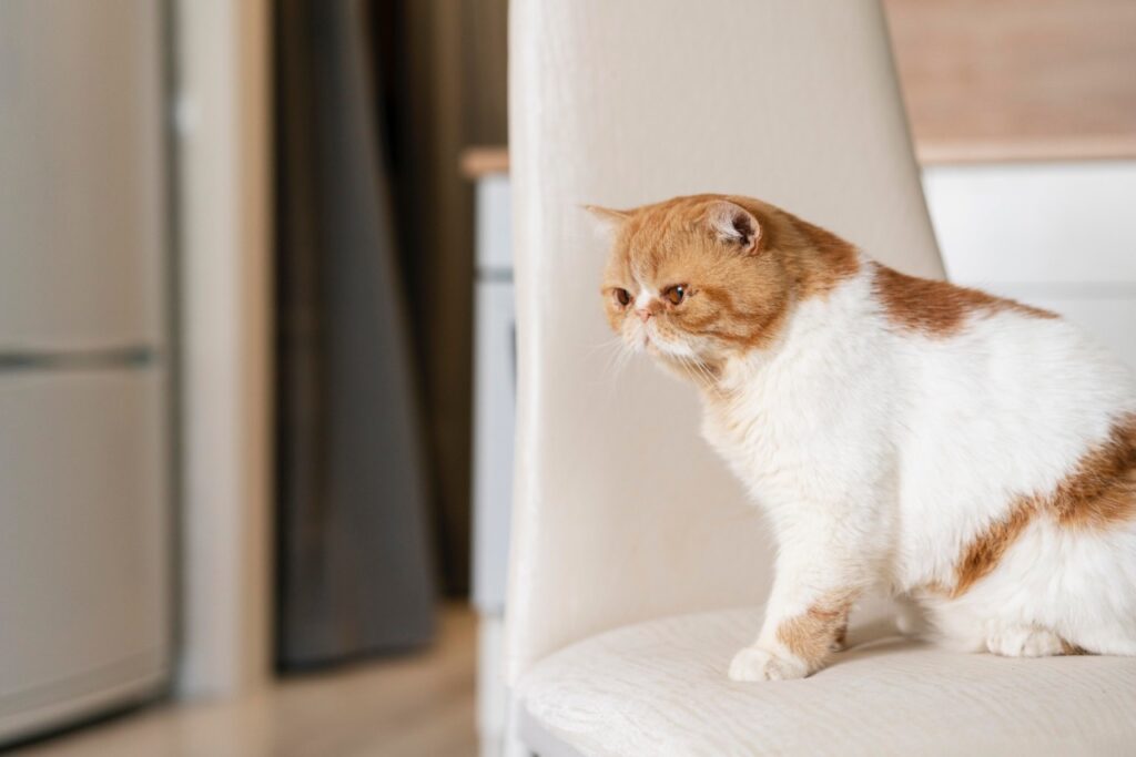 Exotic Shorthair