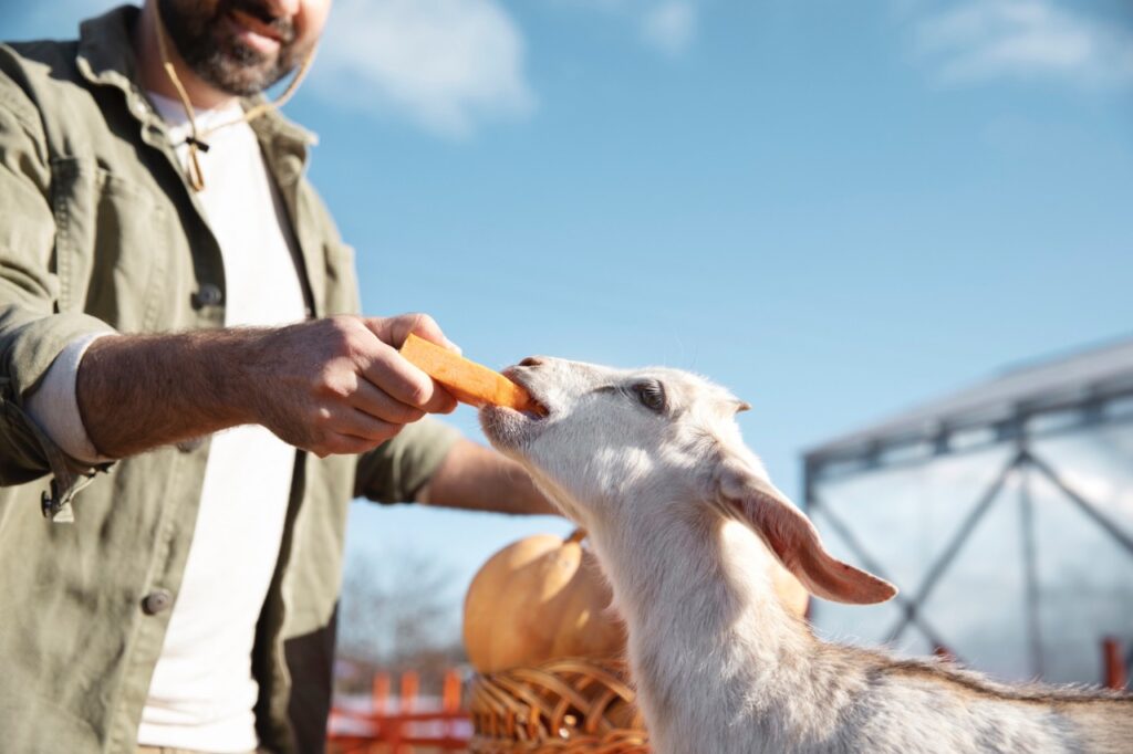 Young farmer feeding his goats at the farm