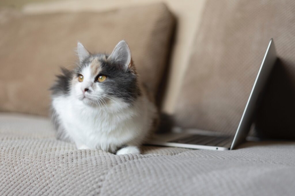 Cat sitting near laptop