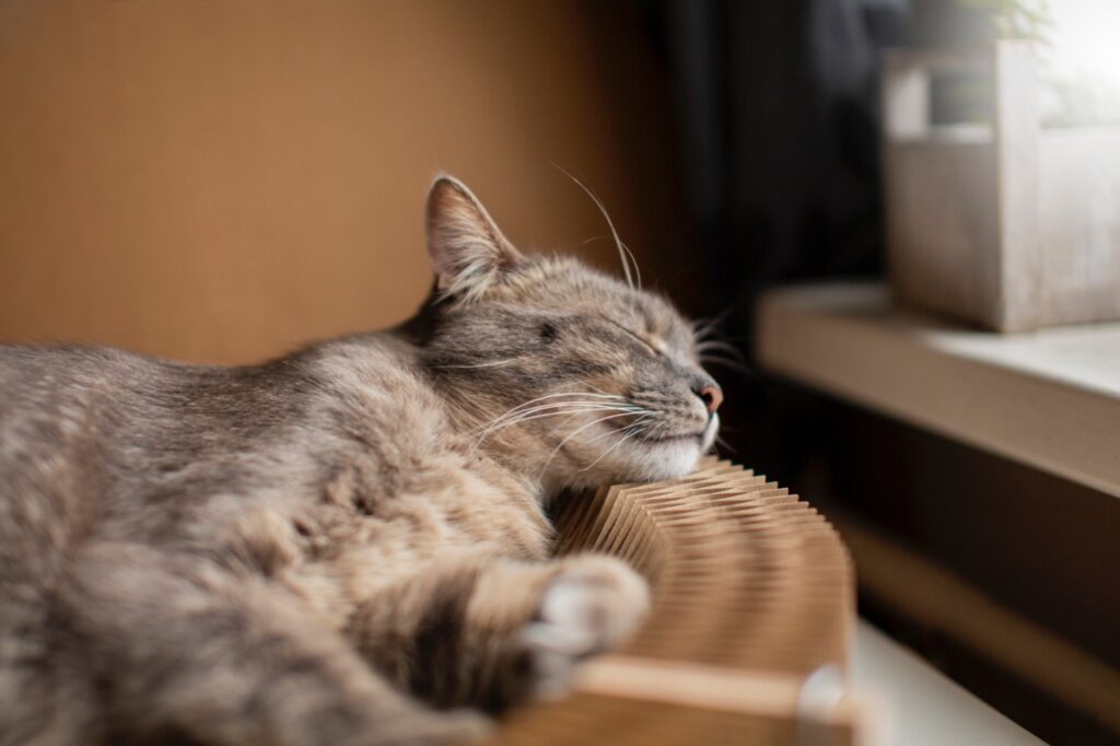 Close up on sleepy beautiful cat