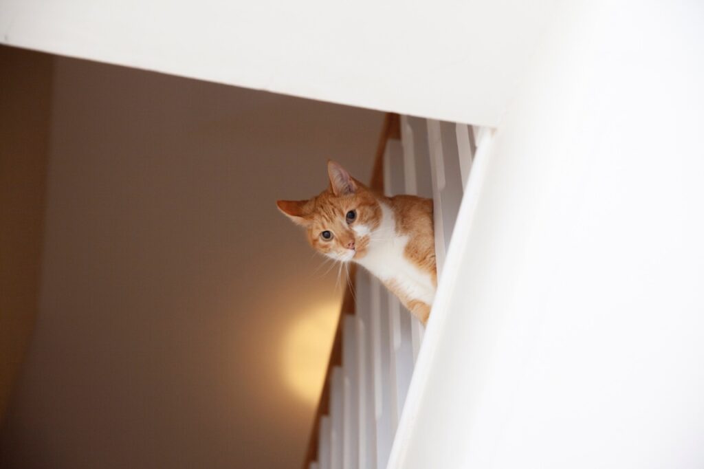 Cat roaming