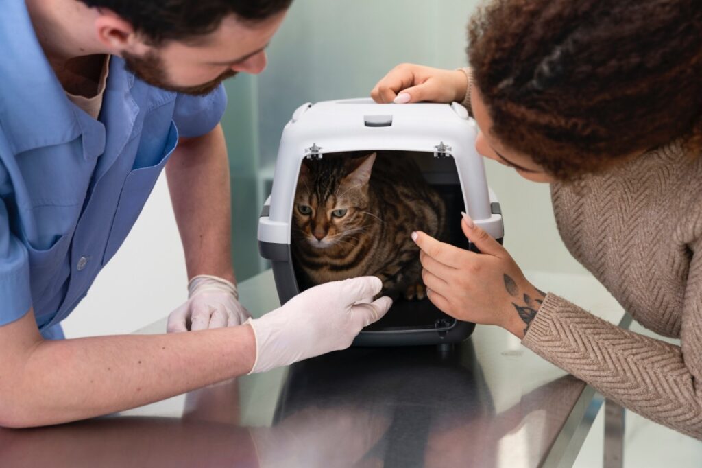 Close up veterinary doctor looking at cat