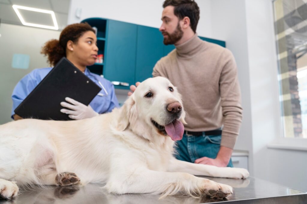 dog at veterinary clinic