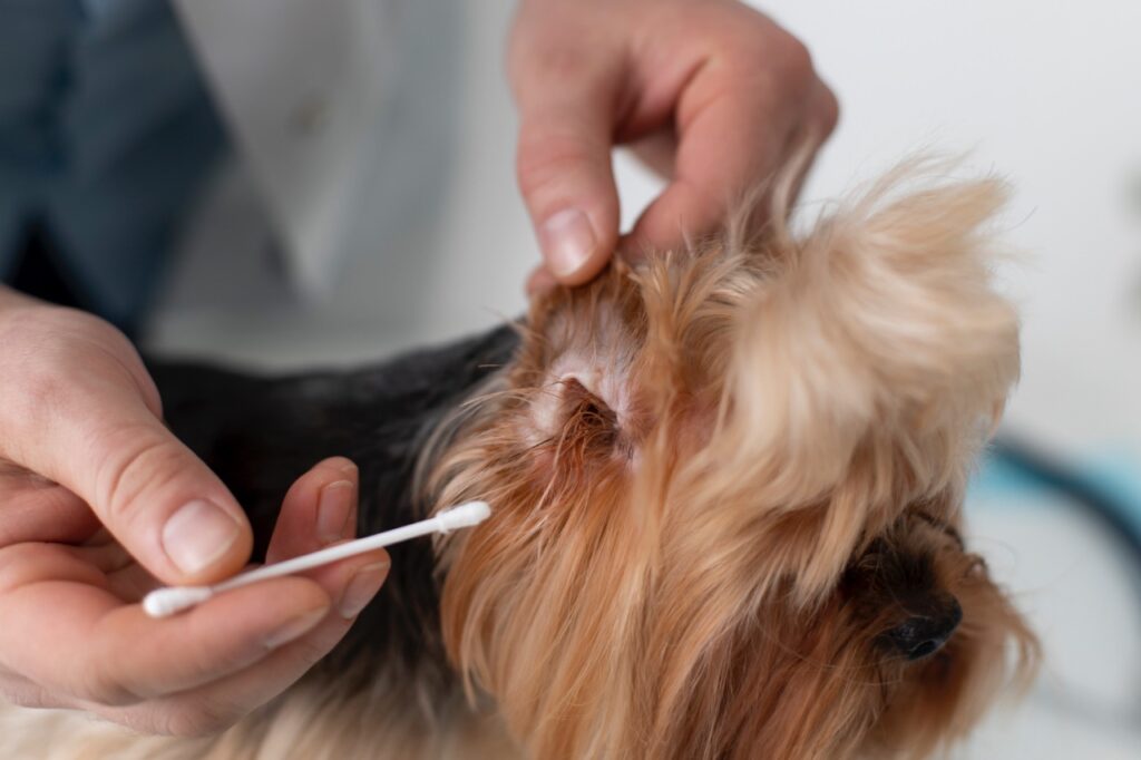 Dog ear cleaning