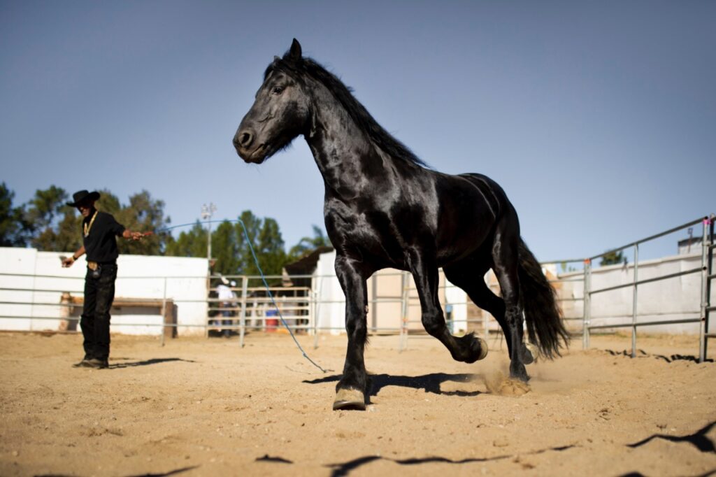 Friesian