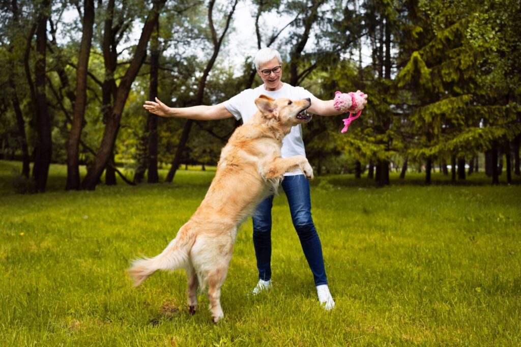 Golden Retriever With Senior Man